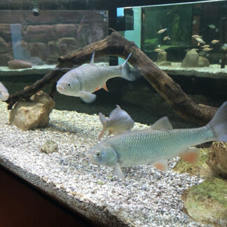 Aquarium, water pump, fish, filter, AC humming, distant conversations of families, Krk, Croatia
