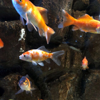 Aquarium, fishes, water pump, filter AC humming, water bubbling, children, adults, distant conversations, drips, water pump, compressor, Krk, Croatia