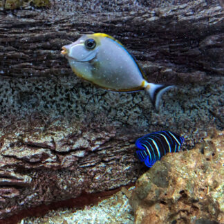 Aquarium, close families talking about fish, adults and kids, German language, water pumps, drips, Krk, Croatia