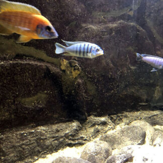 Aquarium, quiet, filter AC humming, distant family visitors, water pumps, Krk, Croatia